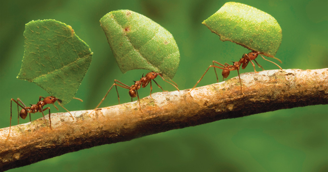 Как избавиться от муравьев в теплице - самые эффективные способы