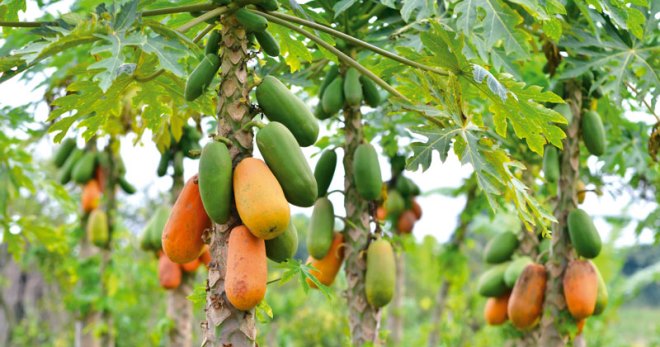 Фруктовая папайя - секреты выращивания в домашних условиях