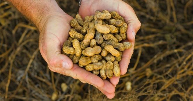 Как вырастить арахис - главные принципы ухода и посадки земляного ореха