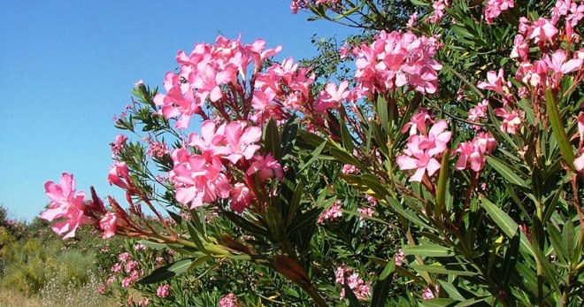 Олеандр обыкновенный - правила выращивания ядовитого цветка