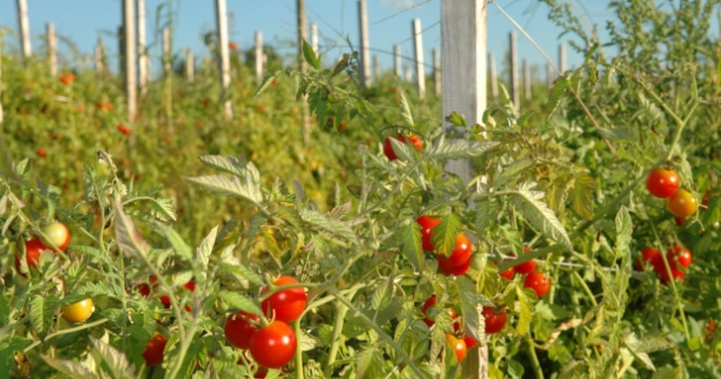 Уход за помидорами в открытом грунте - важные правила выращивания 