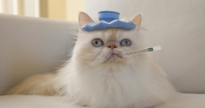 Признаки чумки у кошек - самые явные симптомы болезни