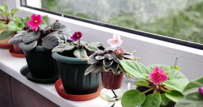 Как поливать фиалки в домашних условиях для обильного цветения?