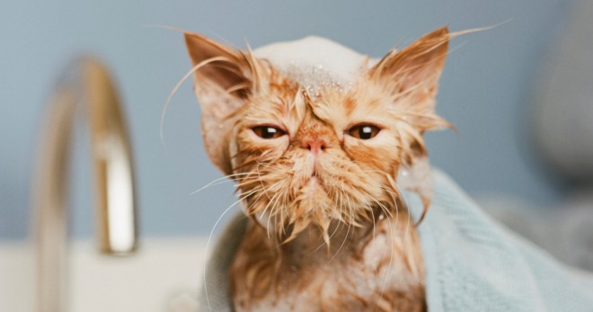 Когда можно мыть котят от блох