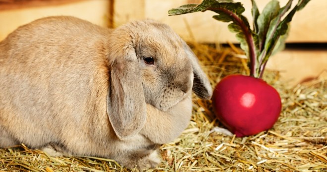 Чем можно кормить кроликов, а чем нельзя?