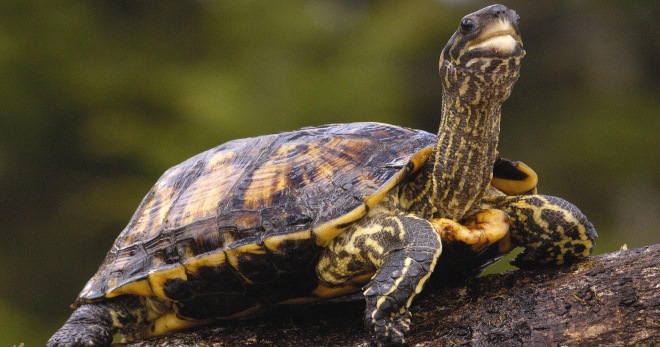Как ухаживать за сухопутной черепахой - правила и важные нюансы содержания