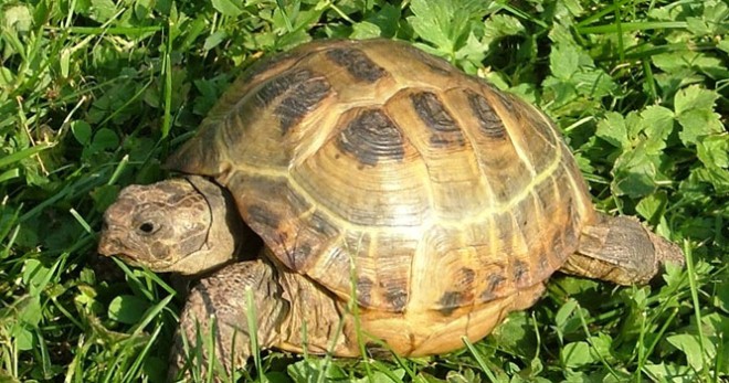 Виды черепах для домашнего содержания - выбираем неторопливого питомца