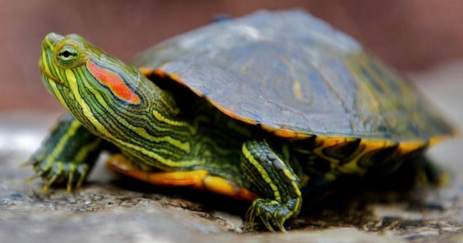 Красноухая черепаха в домашних условиях - правила содержания