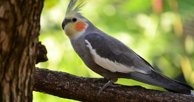 Болезни волнистых попугаев с фото их симптомы и лечение