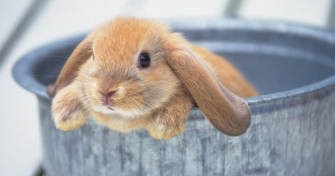 Как мыть декоративного кролика в домашних условиях?