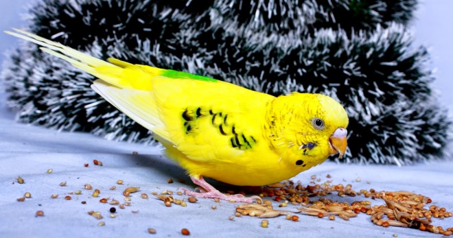 Чем кормить попугая корелла, ара, розелла, какаду, волнистого, жако, ожерелового? Что можно и что нельзя давать попугаю?
