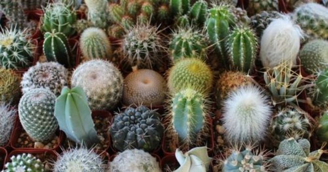 Как поливать кактус - простые советы по уходу для здорового роста растения