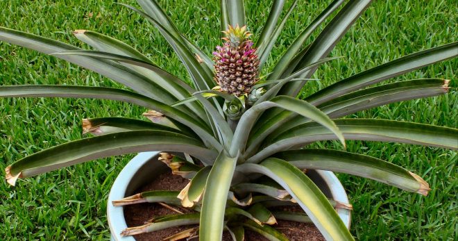 Как посадить ананас - хитрости выращивания ананаса на подоконнике