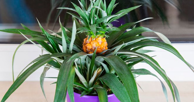 Как вырастить ананас дома из верхушки - полезные советы для новичков