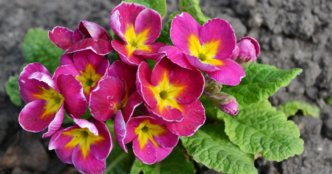 Цветок примула - уход в домашних условиях, особенности размножения и выращивания