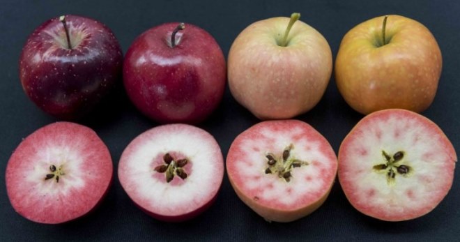 Сорта яблок - лучшие варианты, которые стоит выбрать для своего сада