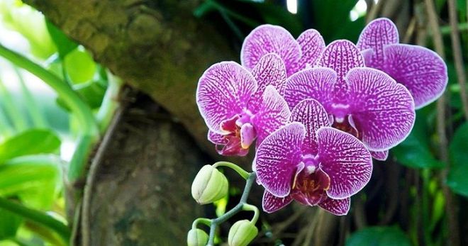 Орхидея - уход в домашних условиях после покупки, правила содержания в домашних условиях