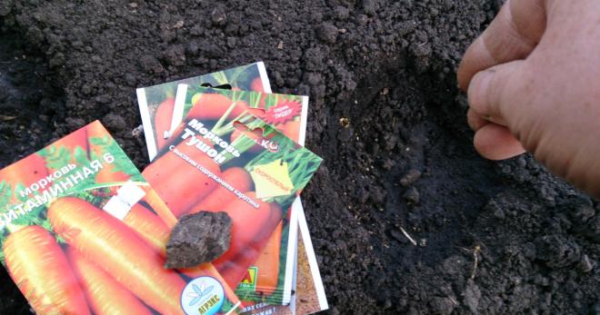 Посев моркови весной в открытый грунт - хитрости посадки семян в домашних условиях