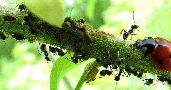 Борьба с муравьями на садовом участке - самые лучшие методы и средства
