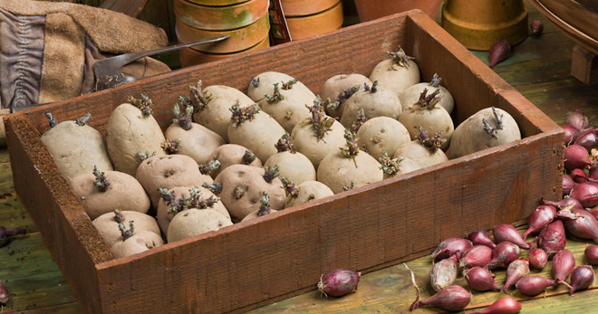 Обработка картофеля перед посадкой: чем и как правильно обрабатывать перед посадкой