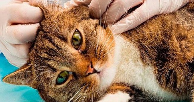 Как вытащить клеща у кошки - извлекаем паразита правильно и без последствий