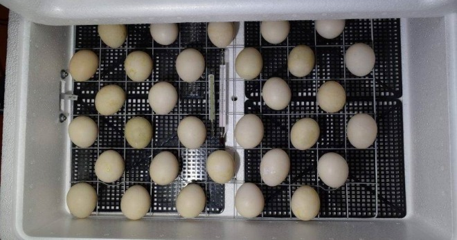 Инкубация утиных яиц как гарантировано получить здоровый выводок утят