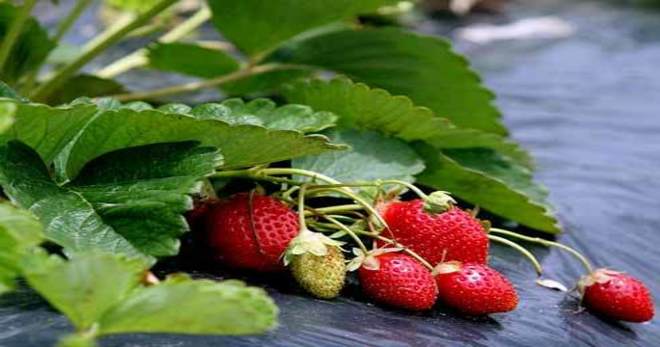 Земляника садовая - как вырастить полезную ягоду в огороде?