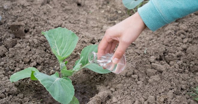 Чем подкормить капусту после высадки в грунт - самые лучшие методы и средства