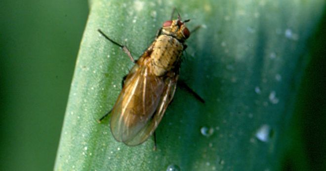 Луковая муха, как с ней бороться - самые эффективные средства