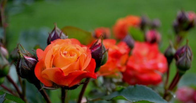 Чайная роза - важные правила выращивания в саду