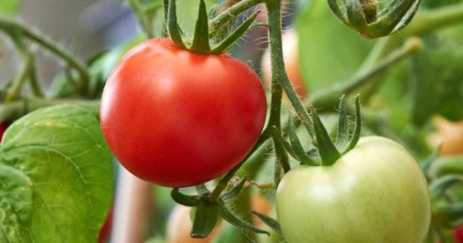 Чем подкормить помидоры во время цветения для раннего и крупного урожая?