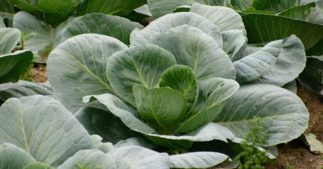Чем подкормить капусту - удобрения, которые помогут получить хороший урожай