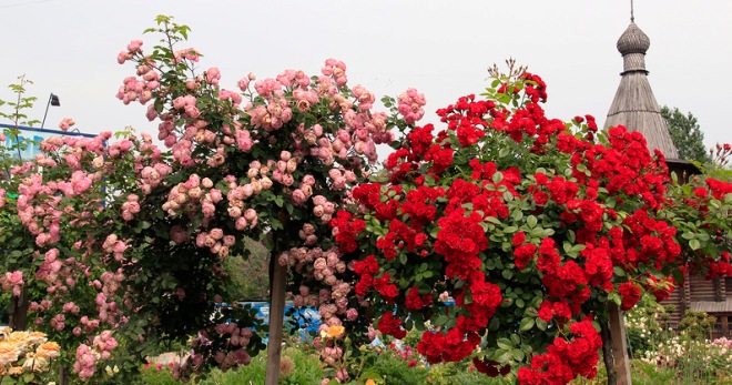 Штамбовая роза в ландшафтном дизайне - все о выращивании