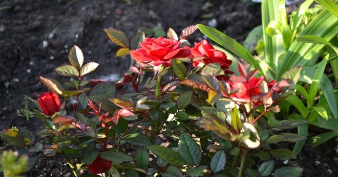 Роза Кордана - уход в домашних условиях, в саду, зимовка