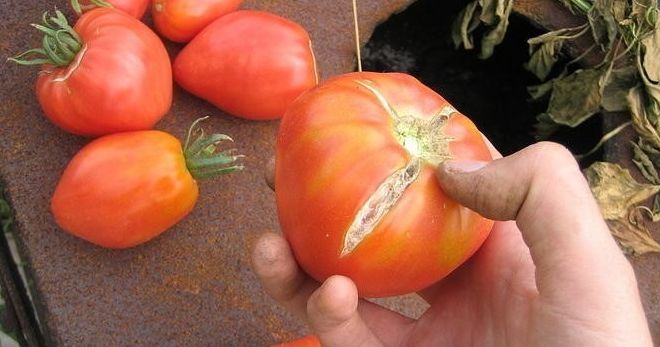 Почему в теплице трескаются помидоры при созревании, и как это предотвратить?