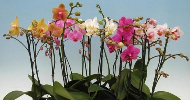  Орхидея отцвела - что делать со стрелкой, чтобы обеспечить ей полноценный отдых в период покоя?