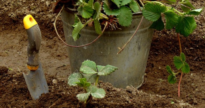 Как сажать клубнику в августе на грядке - подготовка почвы и правила посадки