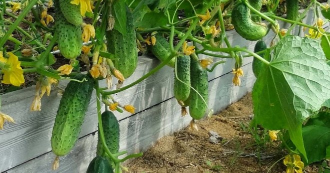 Как выращивать огурцы в открытом грунте - важные правила для хорошего урожая