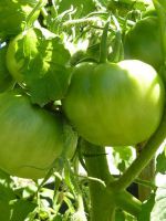 Зеленые помидоры - польза и вред  