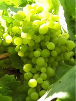 Зеленый виноград - польза и вред