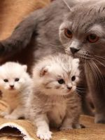 К чему снятся новорожденные котята?