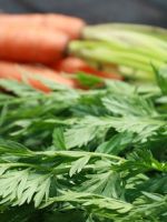 Морковная ботва – польза и вред