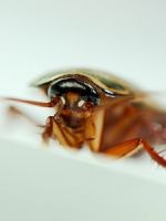 К чему снятся живые тараканы?