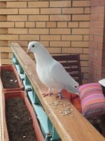 Примета – голубь на балконе