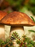 Самые полезные грибы