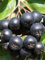 Арония черноплодная – лечебные свойства и противопоказания