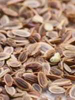 От чего помогают семена укропа?