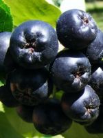 Сок из черноплодной рябины – польза и вред