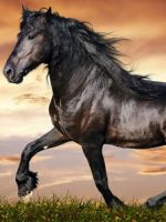 К чему снится черная лошадь?