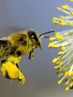 Как принимать пчелиную пыльцу?